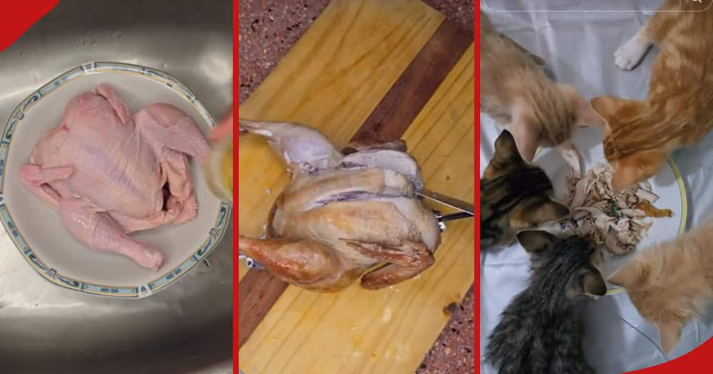 Screen grabs from a video of Kenyan lady preparing chicken for her cats.