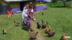 Nandi County Launches Chicken Slaughterhouse, to Provide Market for Farmers