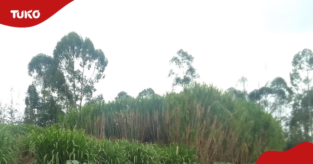 the Juncao Napier grass variety