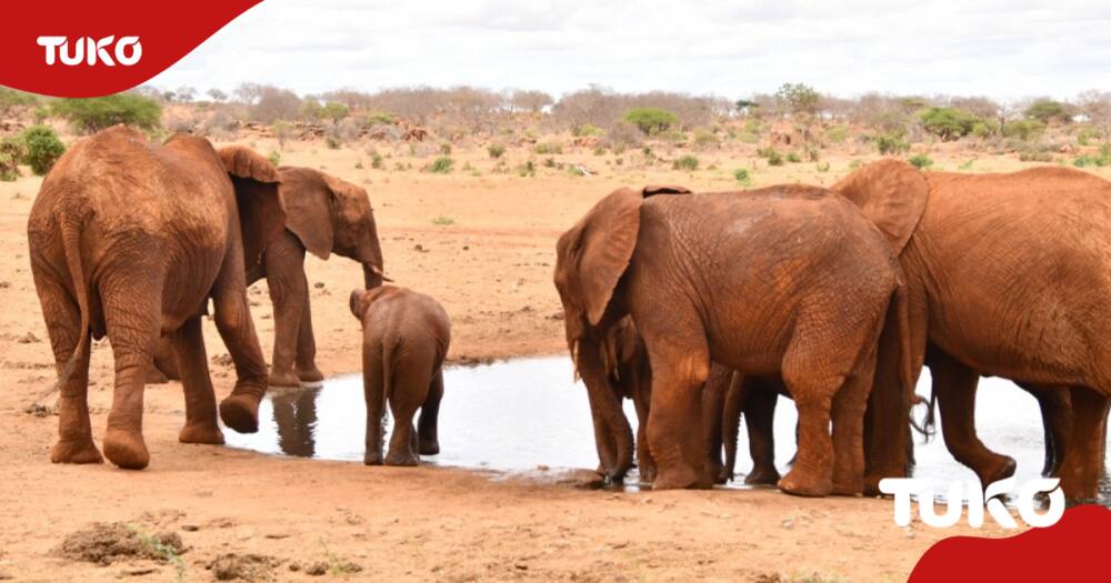 Tsavo Ecosystem