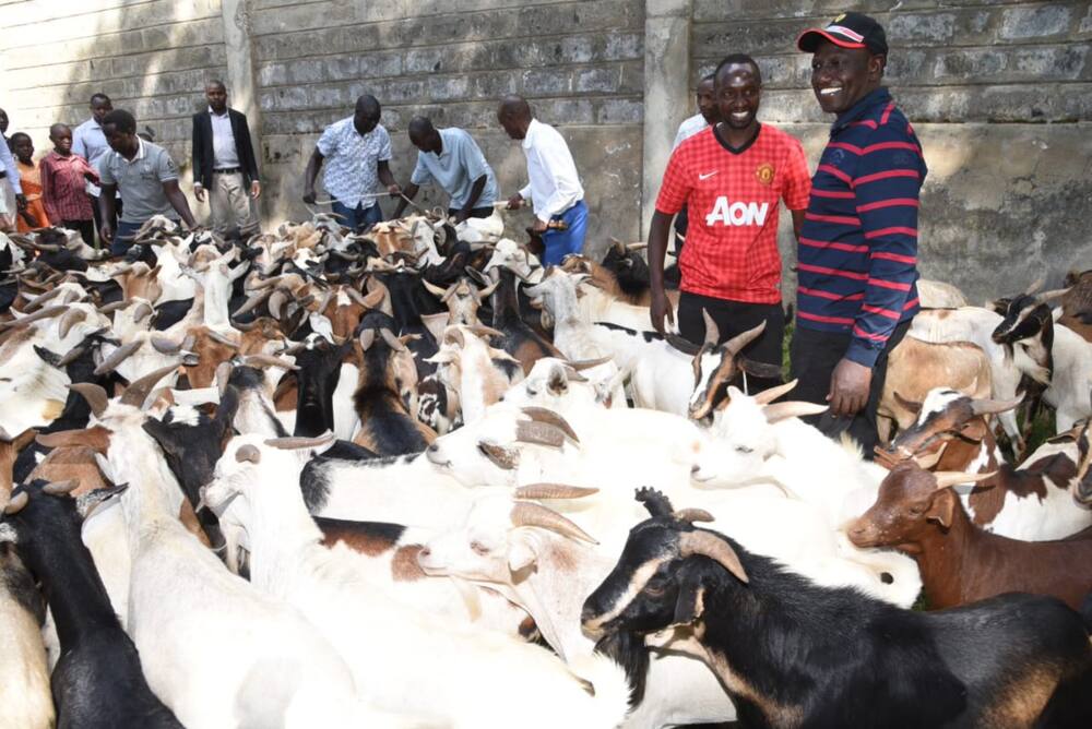 William Ruto gifts villagers with goats, wheat flour for Christmas celebrations