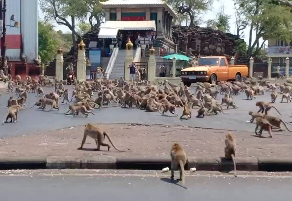 Residents forced to hide after gang of monkeys take over city