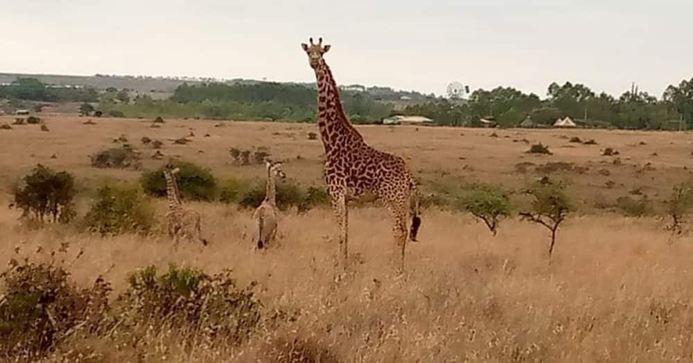 The rare incident happened at the Nairobi National Park.