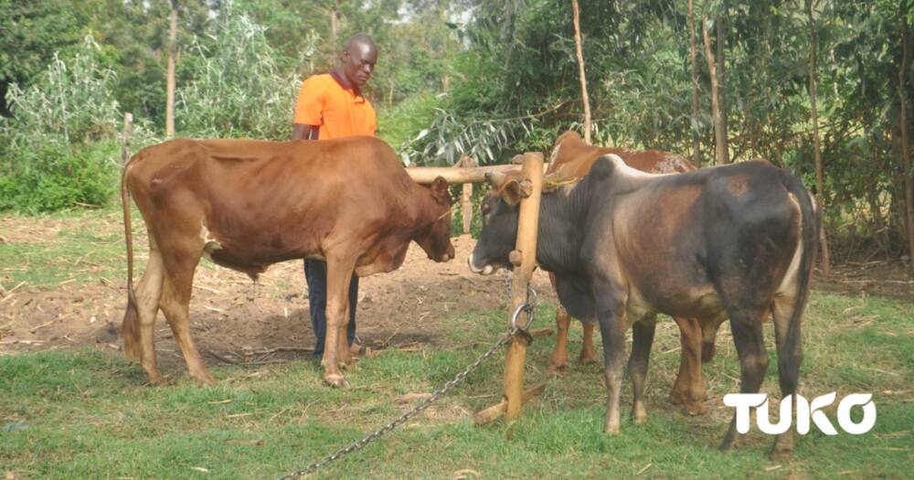 High Fuel Prices Push Butere Farmers to Park Tractors, Bring Out Bullocks.