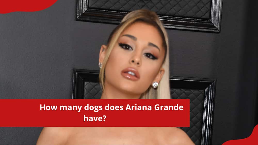 How many dogs does Ariana Grande have?