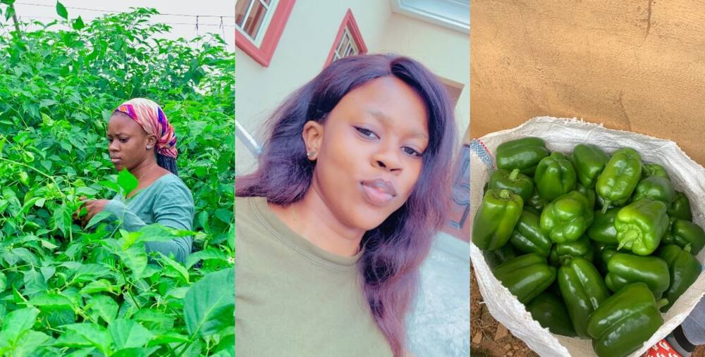 A young lady working as a farmer. Photo credit: @shykepro.