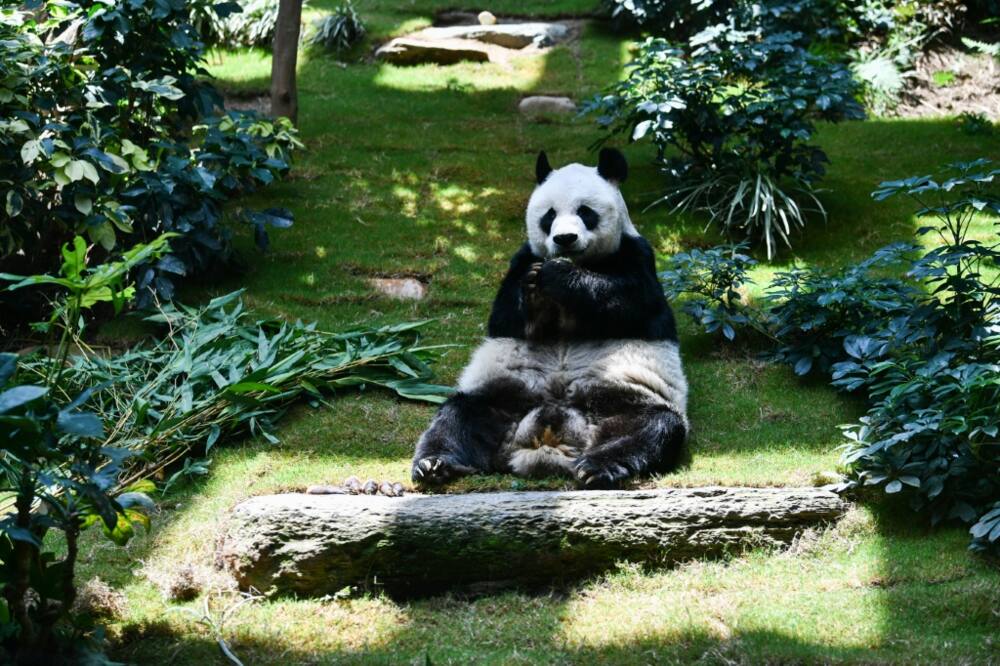 An An, the world's longest-living male giant panda under human care, has died at the age of 35