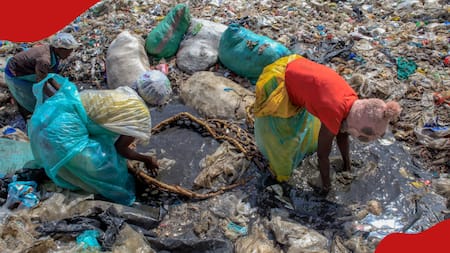 Declare Composition of Biodegradable Bags Replacing Garbage Collection Plastic Bags, Greenpeace