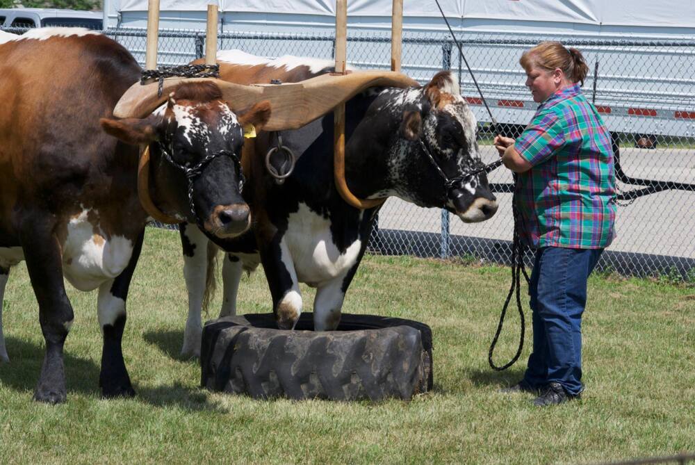 what happened to dr brenda on dr pol