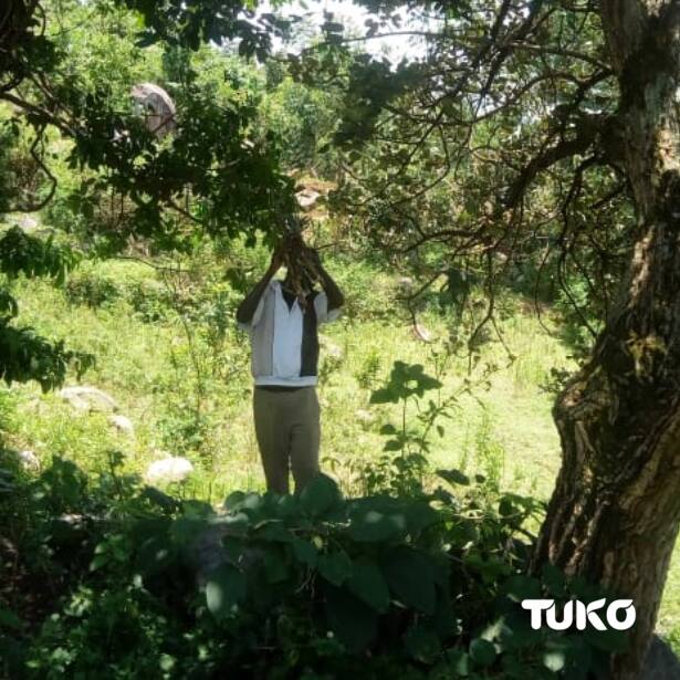 Indigenous tree claimed to miraculously heal infections among Luhyas