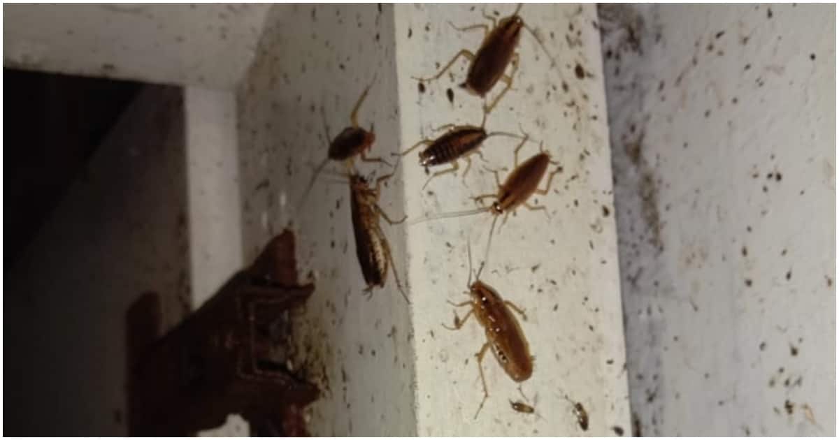 Pest Control Company Offers Ksh 250k To Unleash 100 Cockroaches In