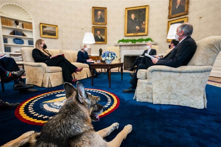 Biden loves dogs: US president signs privileges for dogs to freely walk into his office