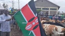 Migori: Governor Obado Distributes Dairy Cows to Farmers, Encourage Them to Abandon Tabacco Farming
