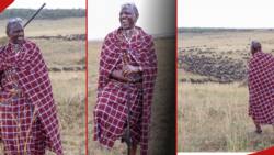 In Photos: William Ruto Enjoys Game Drive, Dons Maasai Tradition Regalia during Maa Cultural Festival