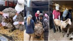 Shear Beauty: Sheep Weighed down by 40kg Overgrown Fleece Rescued by Good Samaritans