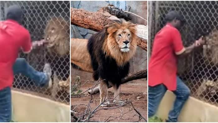 Zookeeper Loses Finger After Lion Bites Him While Playing with The Caged Beast