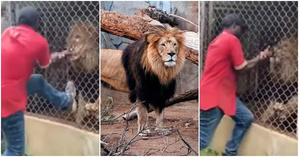 Zookeeper Loses Finger After Lion Bites Him.
