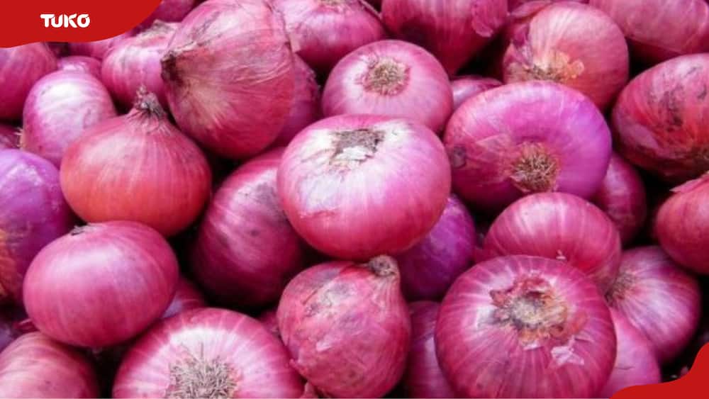 Neptune F1 onion yield per acre