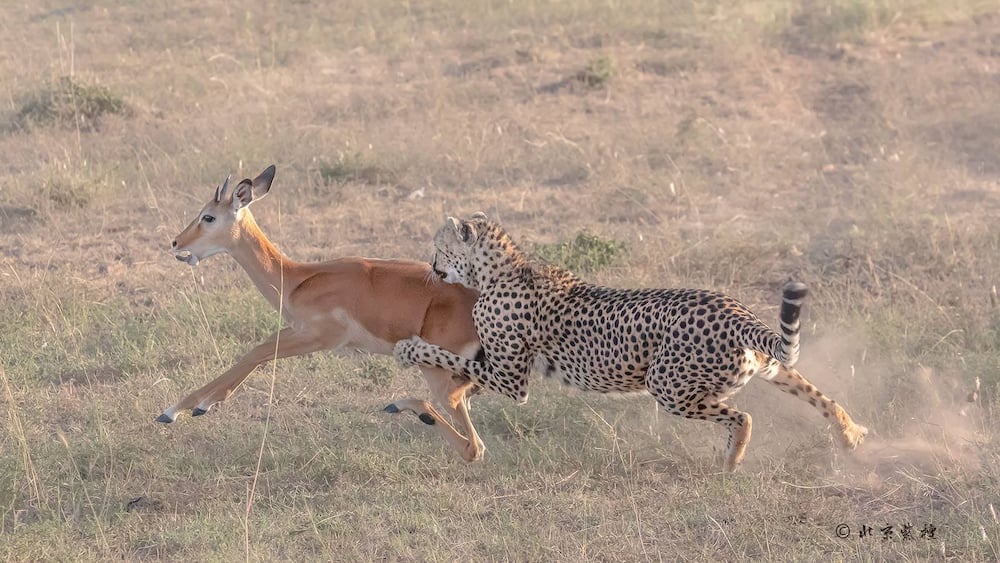 Tourists on Kenya safari captures exciting photos of cheetah bringing down a gazelle