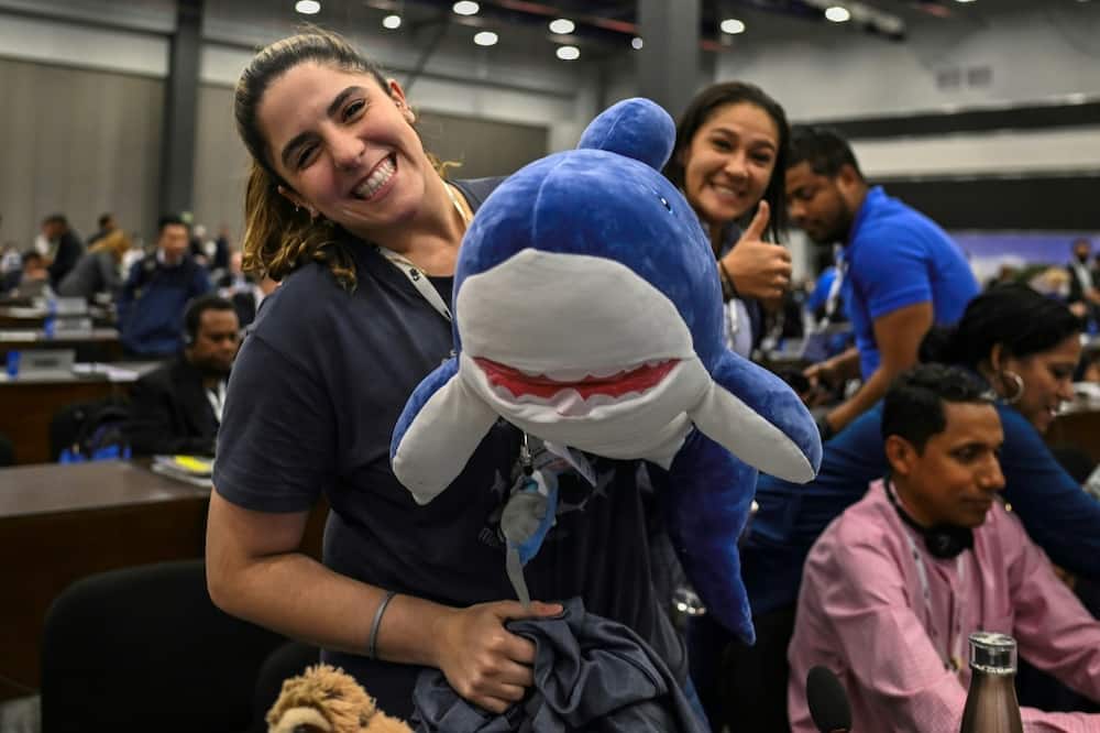Several delegations, including hosts Panama, displayed shark stuffed toys on their tables during the Committee I debate