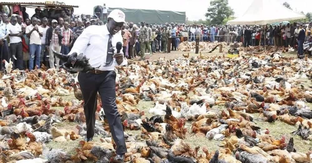 William Ruto said he makes his money from chicken business.