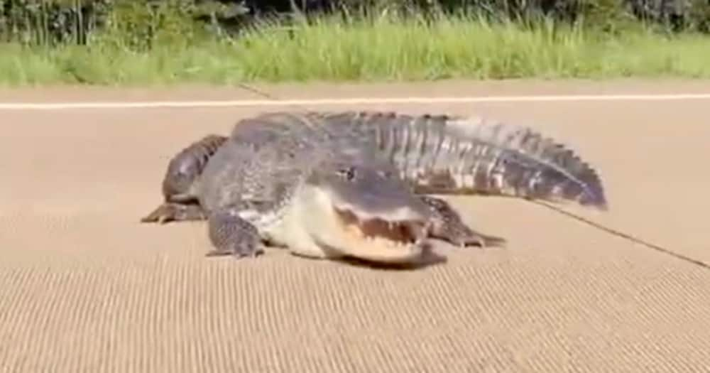 US family found this alligator on the road from their vacation. Photo: Amanda Carter.