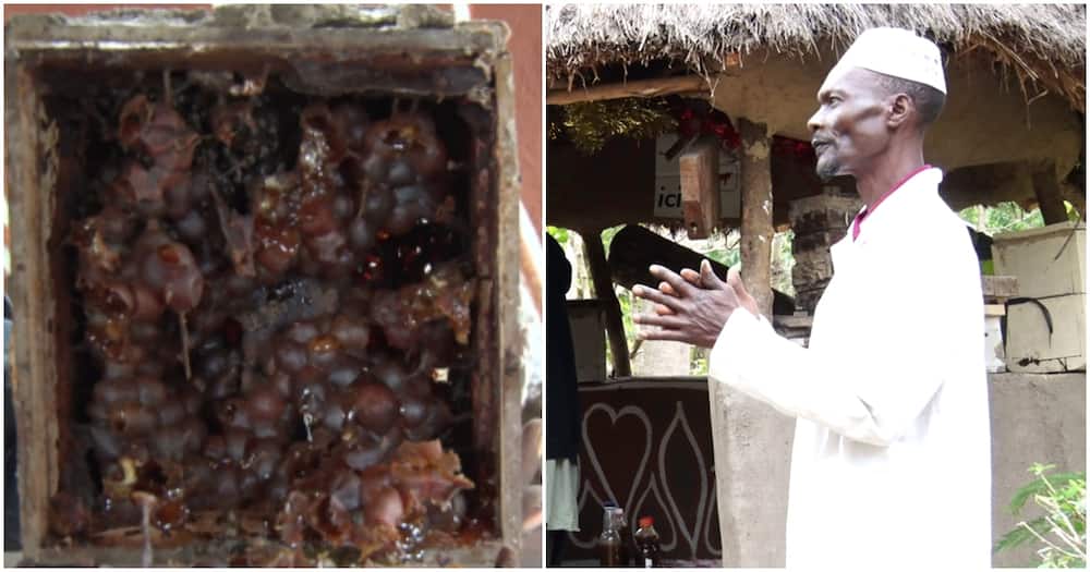Stingless beekeeping a lucrative venture for Kakamega farmers.