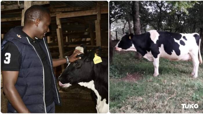Nandi Farmer Mourns His Beloved Cow that Produced 25 Litres of Milk Daily: "RIP Chemungen"