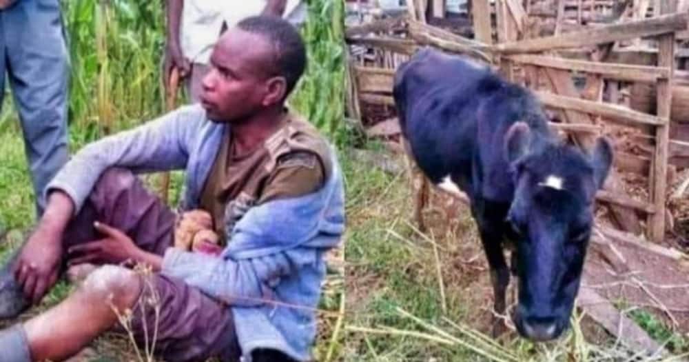 Nyeri Man Returns Stolen Cow While Shouting ‘Moo, Moo, Moo’