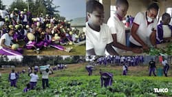 Harvest Time: High School Students Celebrate 4K Club Fruits with Bumper Pumpkin Yield