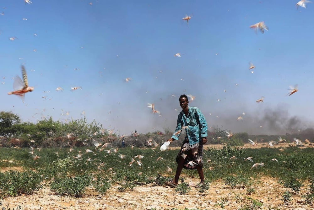 Kilifi bishop says God is punishing Kenya’s bad leadership through locusts