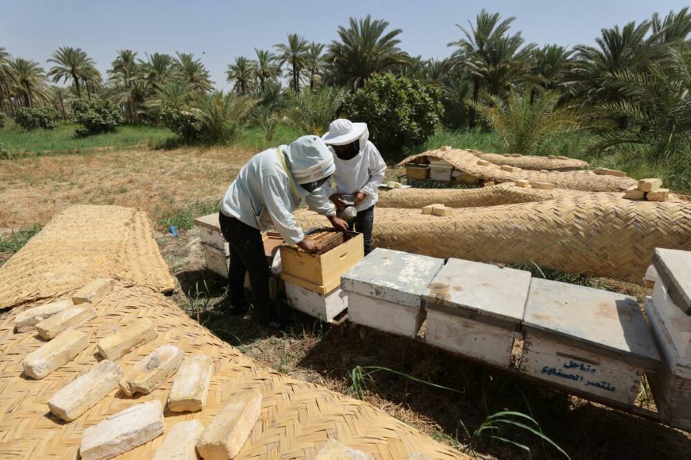 Beekeepers inspect bee hive boxes and the honeycombs inside in the central Iraqi village of Al-Reghila