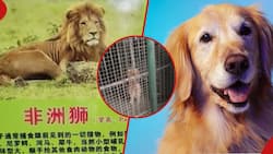 Chinese Zoo Passes Dog as Caged Lion Amidst Standing Bear Controversy