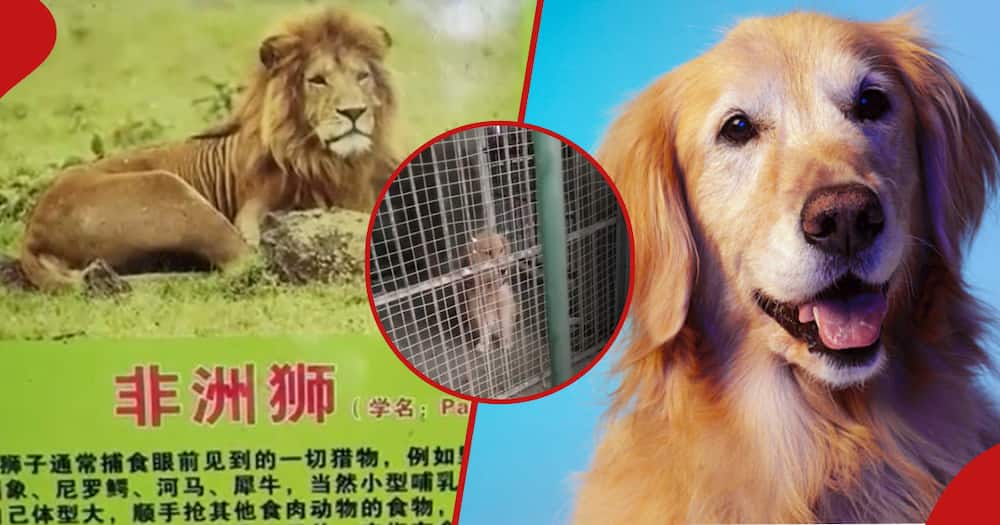 Chinese zoo displays golden retriever in African lion enclosure