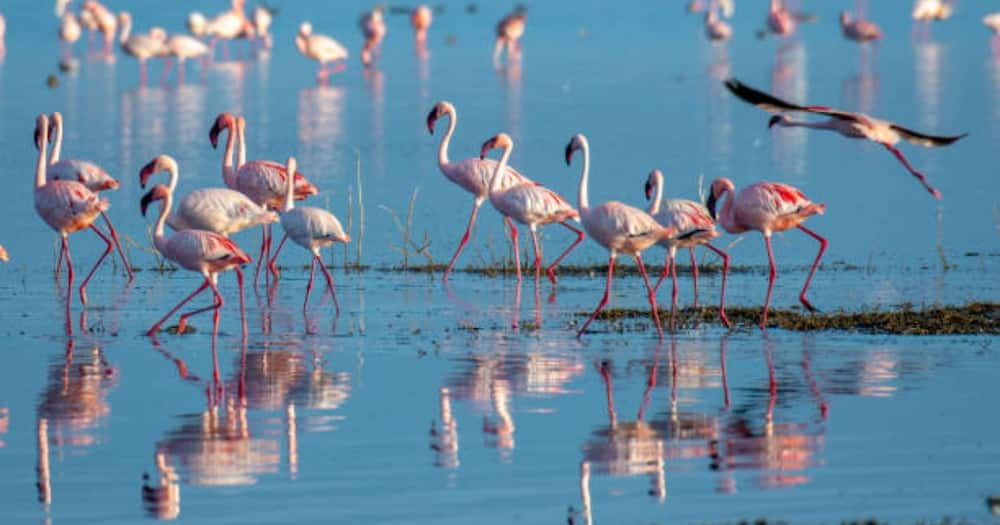 Hundreds of Flamingos Die in Nakuru After Flocking to The Sewerage Treatment Plant