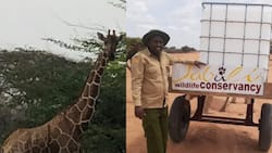 Wajir: 11 Giraffes Die at Sabuli Conservancy as Drought Bites
