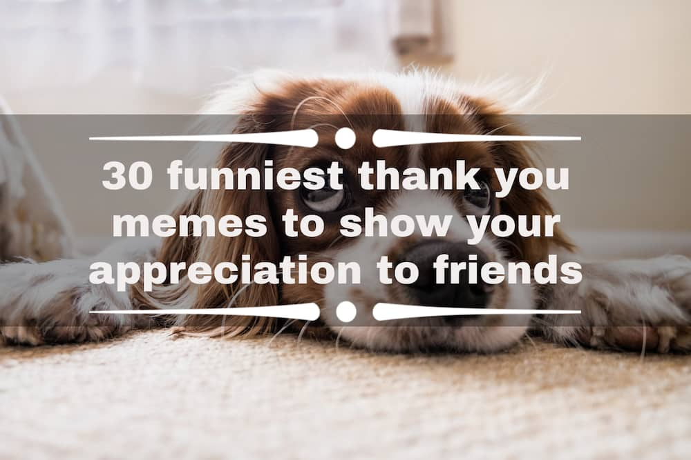 thank you meme funny