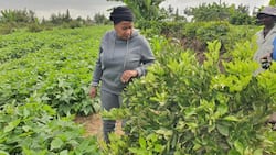 Wavinya Ndeti Proud as She Shows Off Her Impressive Farm: "Thank You Jesus"