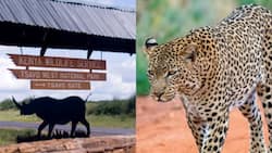 Taita Taveta: Scare as Stray Leopard Storms Voi Home in Broad Daylight