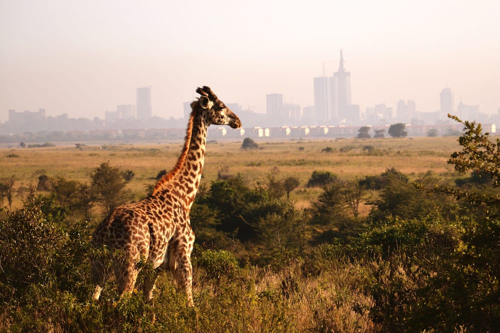 Kenya Wildlife Service park fees