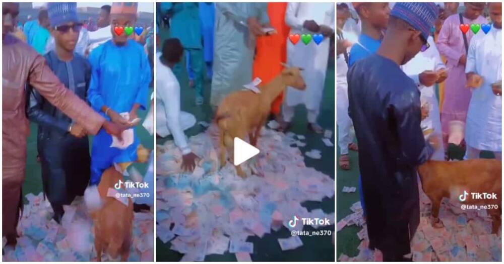 Los jóvenes arman un alboroto mientras rodean a las cabras y las rocían con dinero en efectivo, el video se vuelve viral: «¿Quién lo va a empacar?»