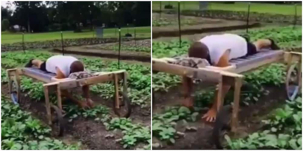 Man Lies Faced-down on Bed with Wheels to Plant Crops on Farm, Video Goes Viral and Stirs Mixed Reactions