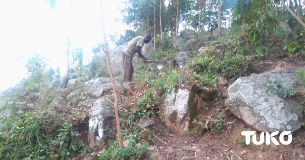 Most residents in Vihiga have diversified farming.