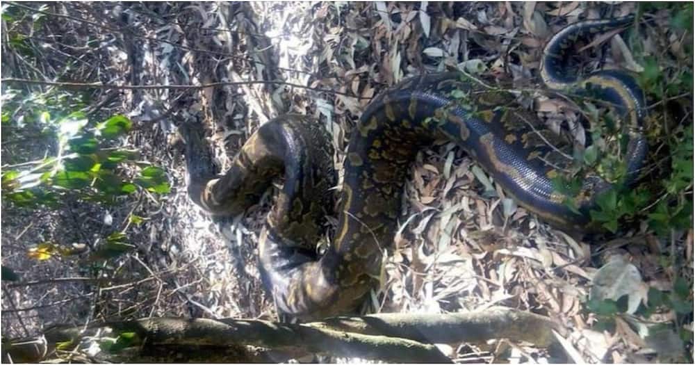 Karura python scare: Kenyans insist giant snake is dangerous despite experts terming it harmless