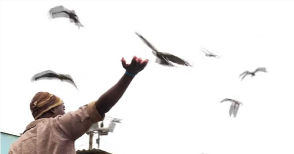 John Muhiu has a feeding point for the birds in Pangani.
