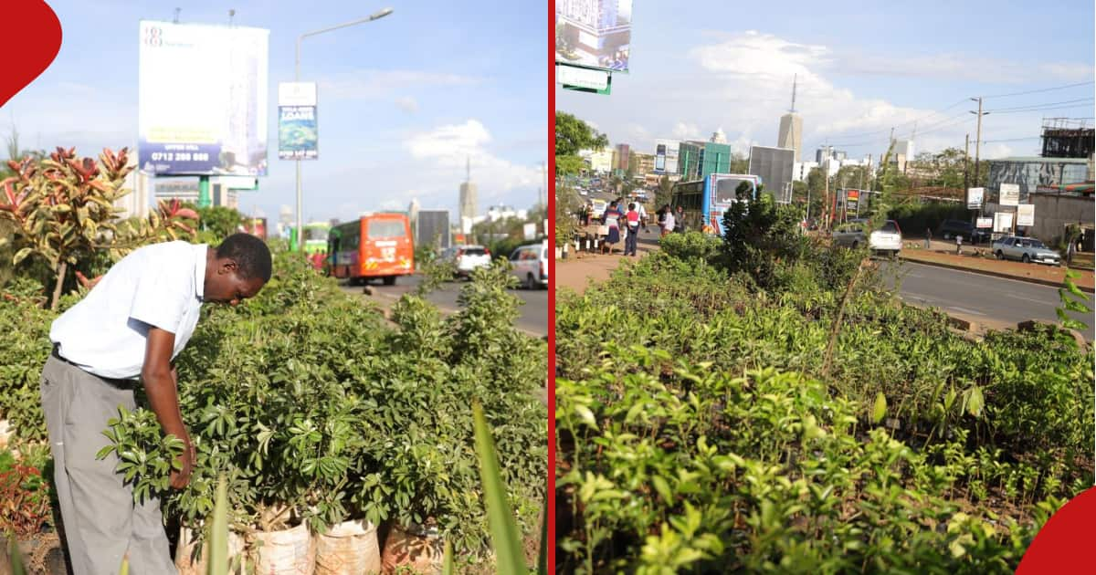 Kenyans Selling Select Plant Seedlings Without Licence To Be Fined KSh   Beed987ee872df63 