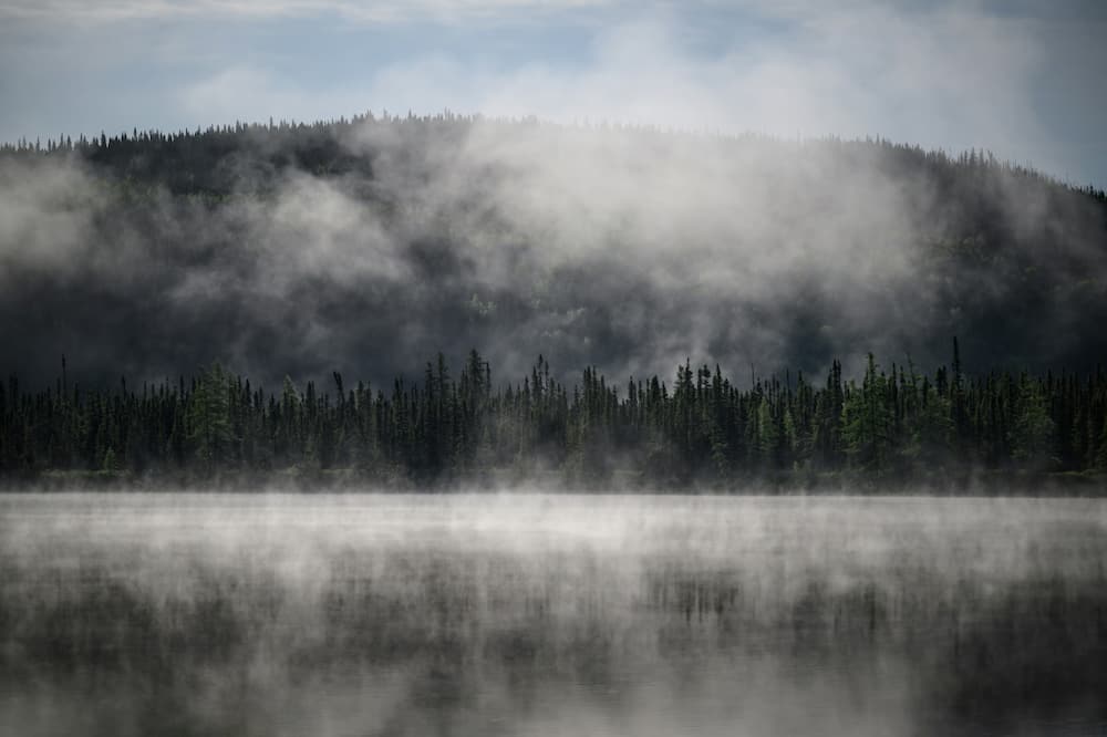 The boreal forest, second only to the Amazon in terms of its vital role in ensuring the planet's future, stretches across Canada, Scandinavia, Russia and Alaska