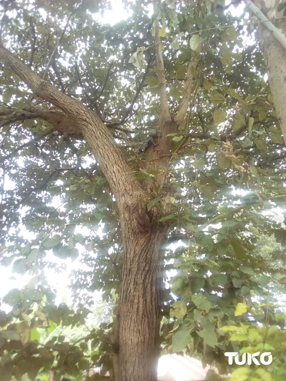 Mugomati: Indigenous multipurpose tree curing many diseases facing extinction in Maragoli land