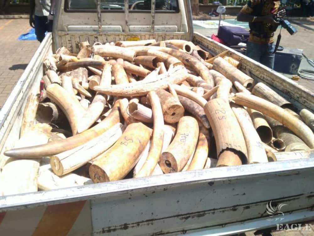 Detectives arrest man wanted by US over ivory trade at Mombasa airport