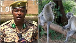Homa Bay Residents Asked to Live Peacefully with Monkeys